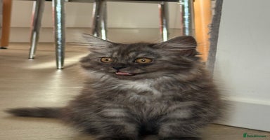 Persian cats - Advert 1