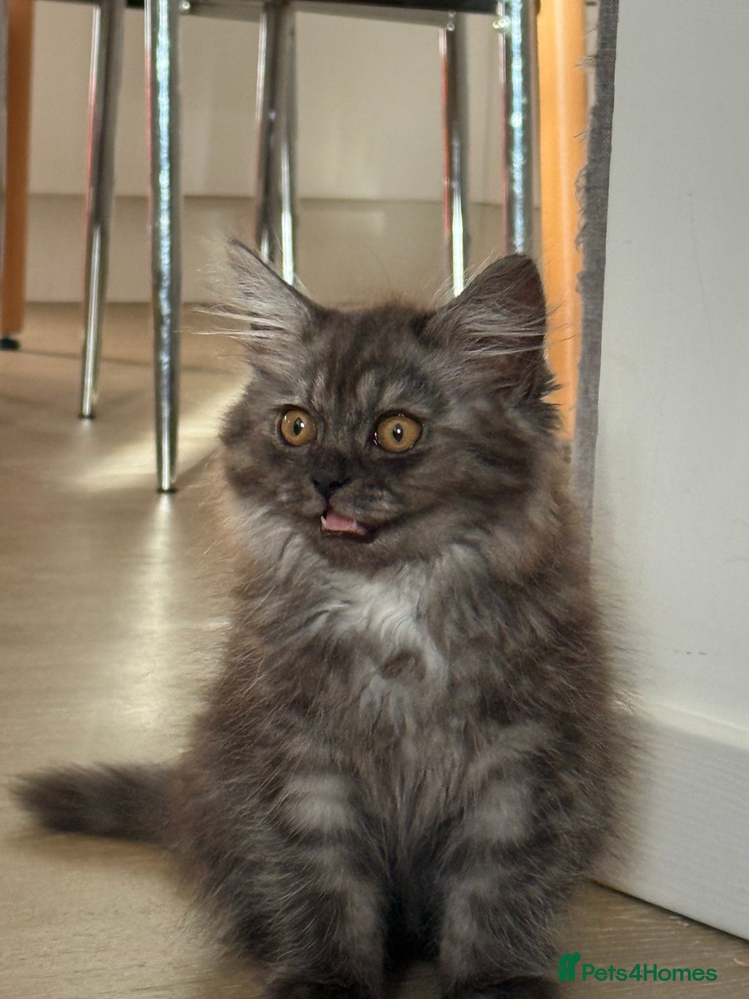 Persian cats for sale: Male  - Image 3