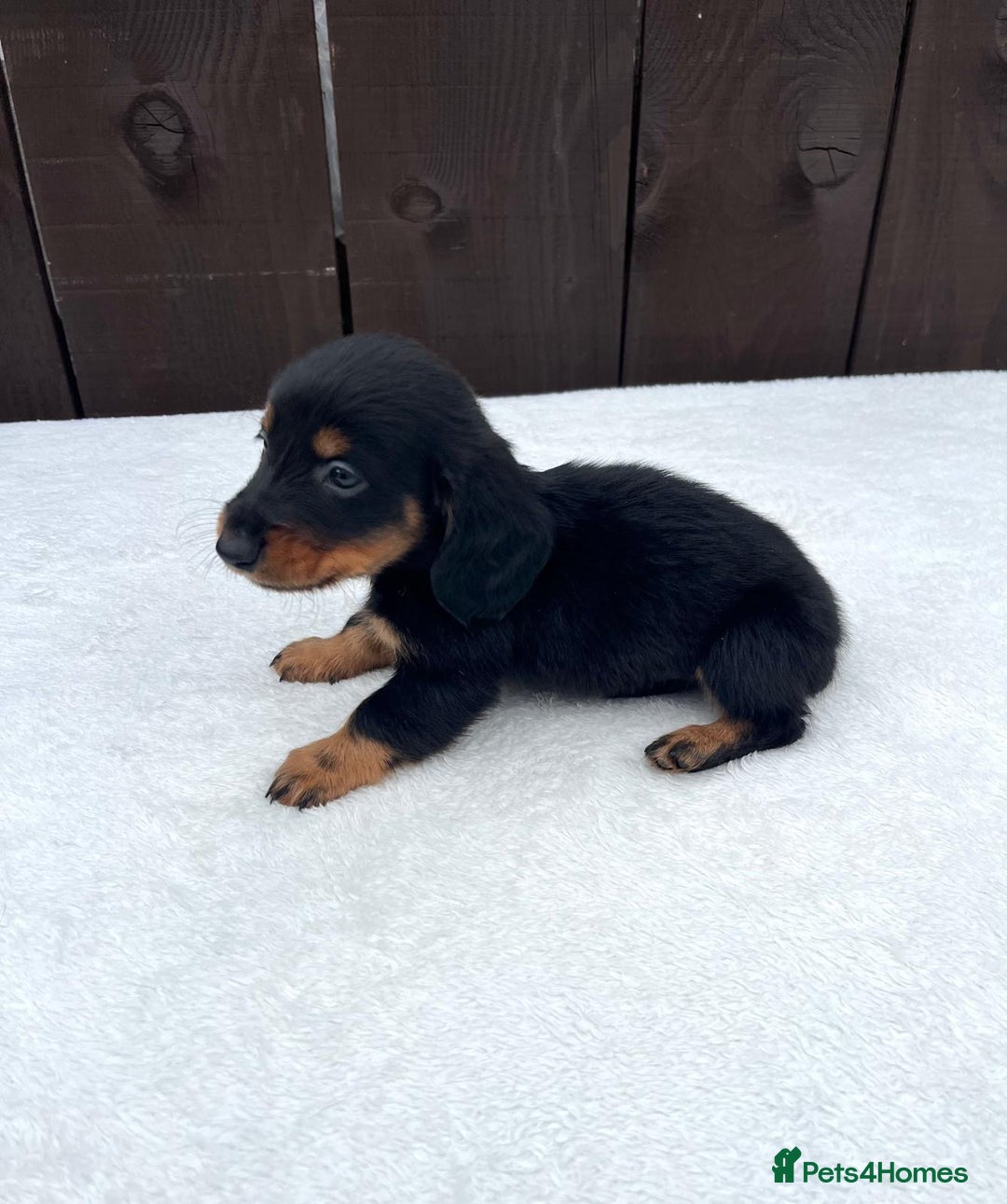 Miniature Dachshund dogs for sale: Dachshund puppies 5Boys  - Image 35