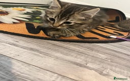 Mixed Breed cats for sale: Pixie bob mixed kittens - Image 22