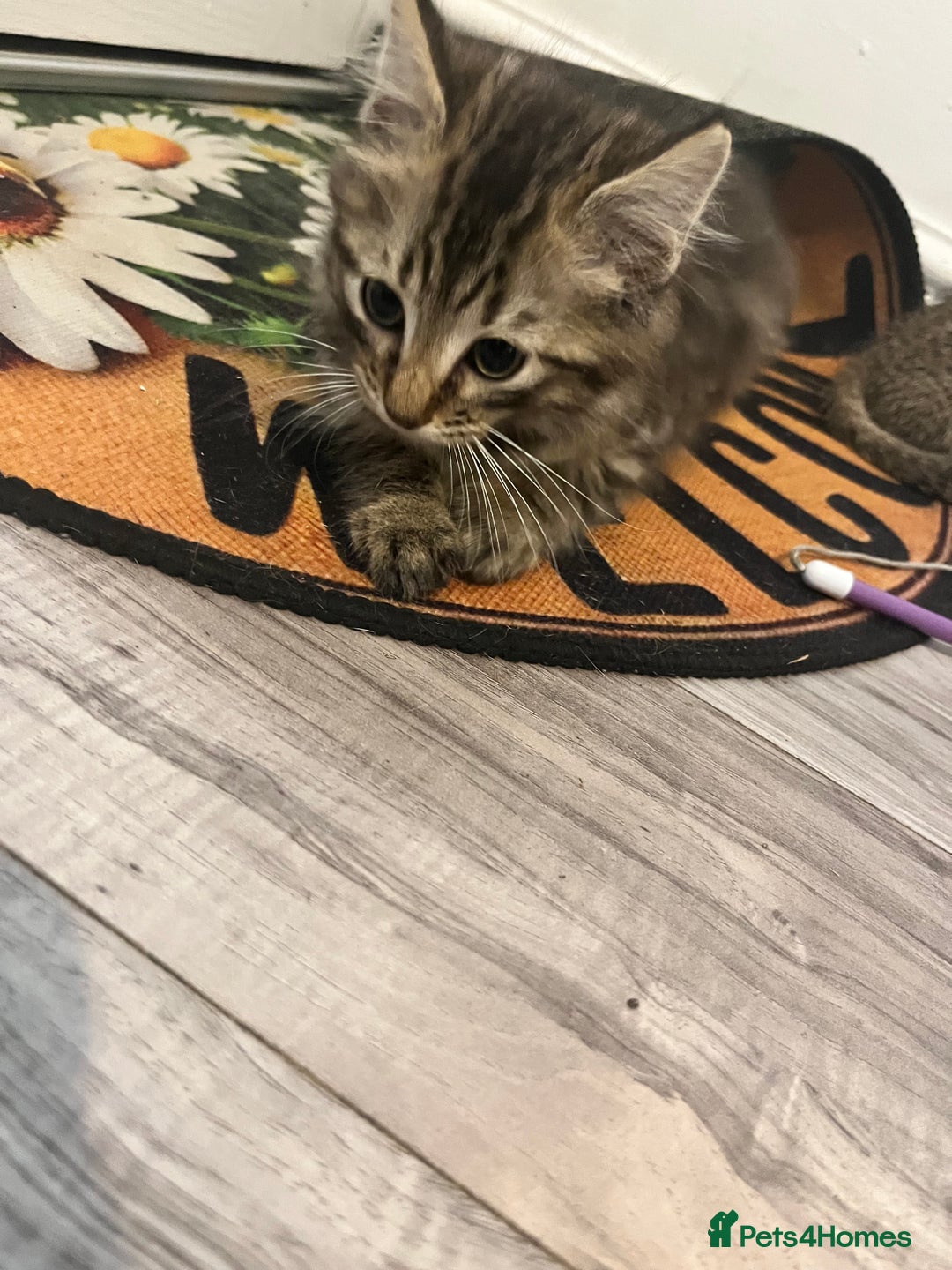 Mixed Breed cats for sale: Pixie bob mixed kittens - Image 22