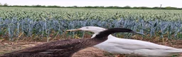 Ducks poultry for sale: 5 beautiful ducks in Worksop - Advert 2
