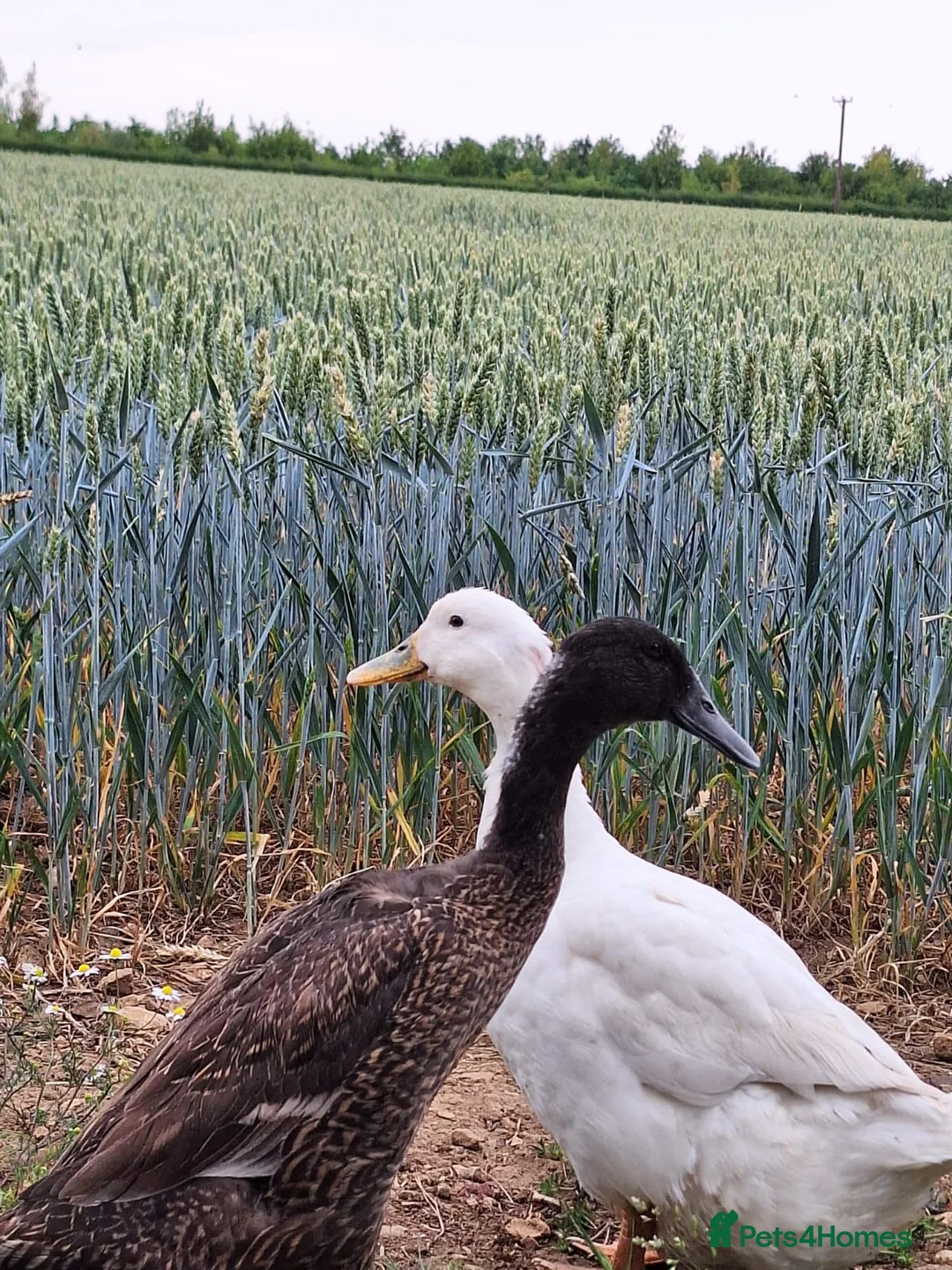 Ducks poultry for sale: 5 beautiful ducks in Worksop - Advert 2