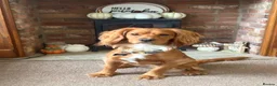 Cocker Spaniel dogs for stud: Working Cocker Spaniel for stud  - Advert 1