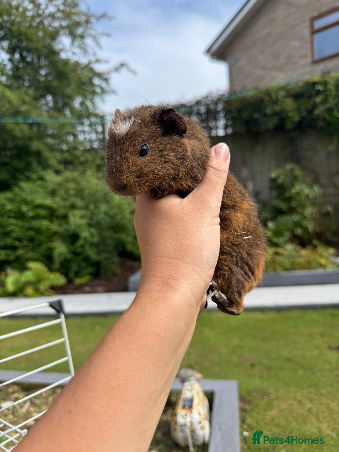 Guinea Pig rodents for sale: Guineapigs for sale  - Image 10