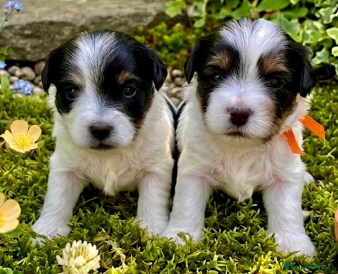 Yorkshire Terrier dogs Adorable Biewer Yorkshire Terriers - Advert 3