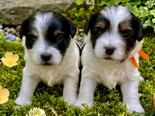 Yorkshire Terrier dogs Adorable Biewer Yorkshire Terriers - Advert 11