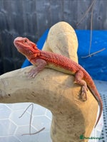 Bearded Dragon reptiles - Advert 6