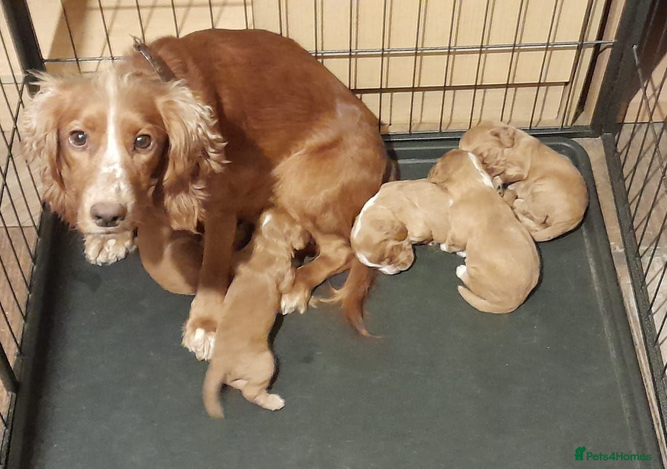 Cocker Spaniel dogs Ready now adorable cocker spaniel  - Advert 1