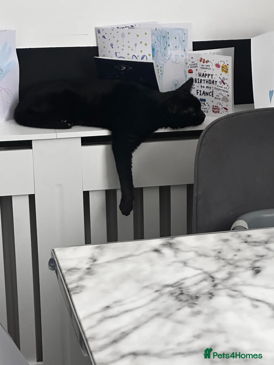 Domestic Shorthair cats for sale: sadly rehoming our lovely boy in Basildon - Advert 2