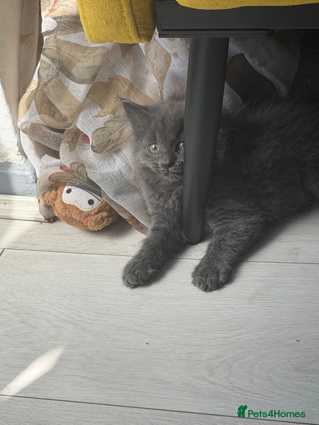 Mixed Breed cats for sale: 6 kittens  - Advert 2
