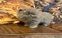 Persian cats for sale: Stunning blue Persians kittens ready to go  - Image 8
