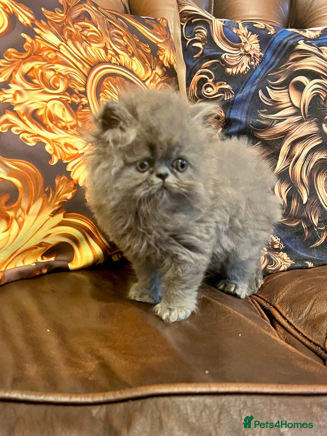Persian cats for sale: Stunning blue Persians kittens ready to go  - Image 8