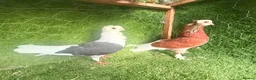 Pigeons birds for sale: Premium Breeding Pigeons Top Quality Pairs Availab - Advert 15