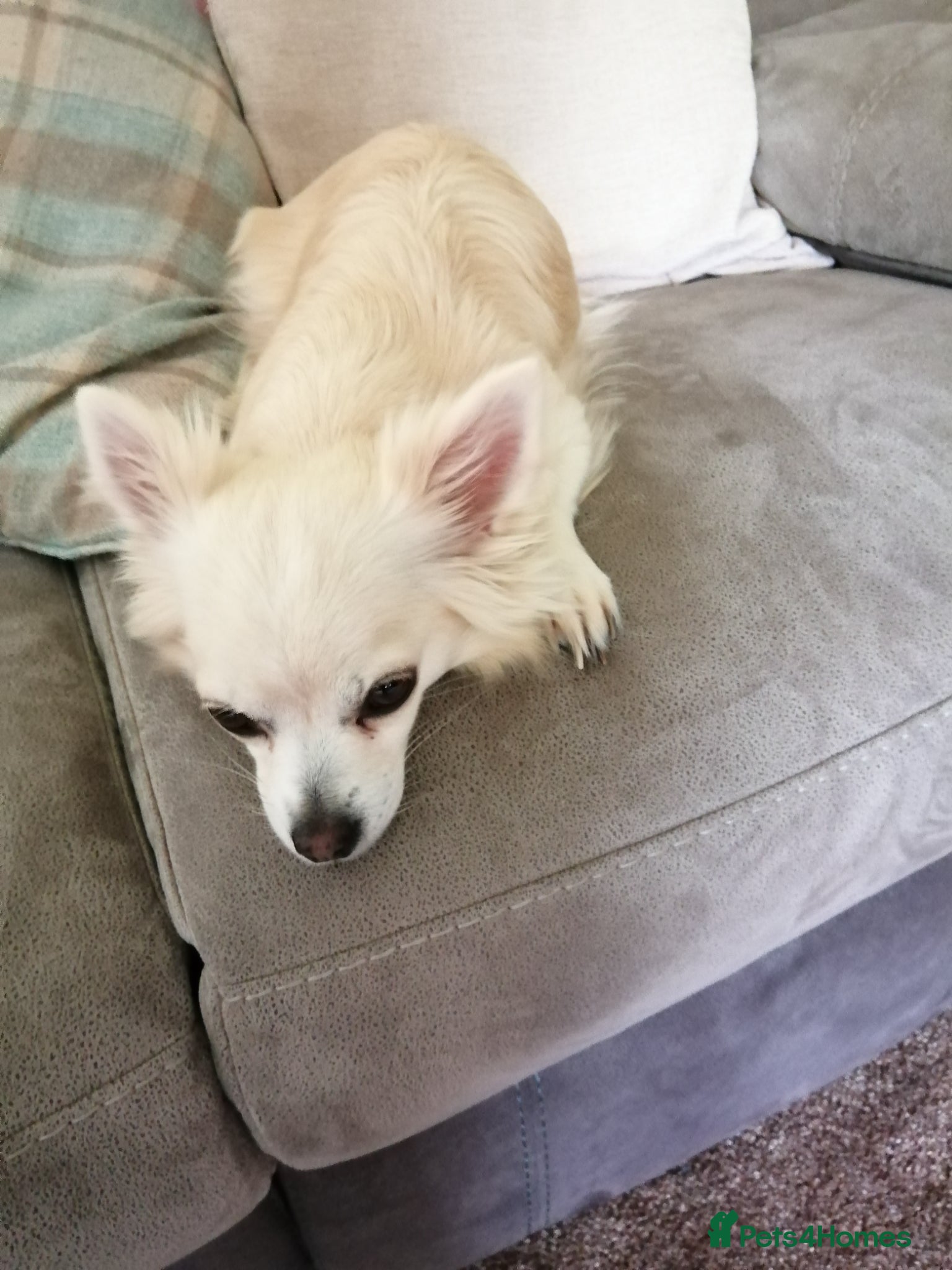 Chihuahua dogs for sale: Chihuahua puppy  in Okehampton - Advert 2