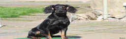 Cocker Spaniel dogs for stud: Black and Tan Cocker Spaniel at Stud - Advert 7