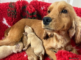 Cockapoo dogs - Advert 11