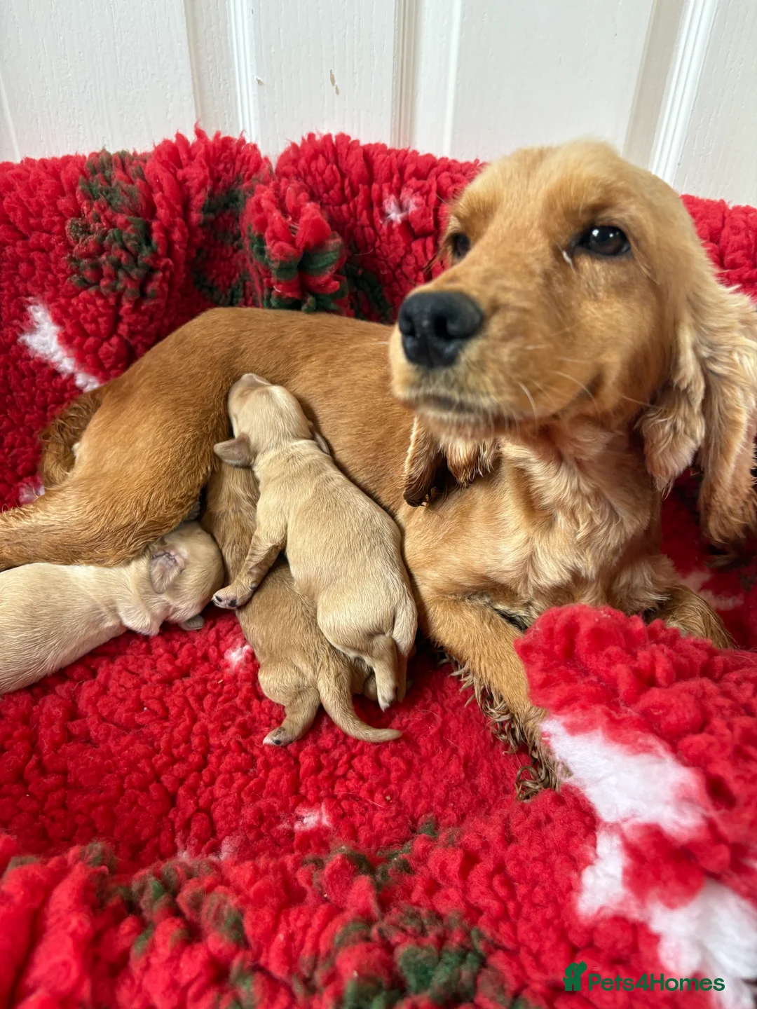 Cockapoo dogs for sale:  one gold girl available  - Advert 8