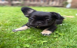 French Bulldog dogs for sale: Fluffy ** frenchies  - Image 20