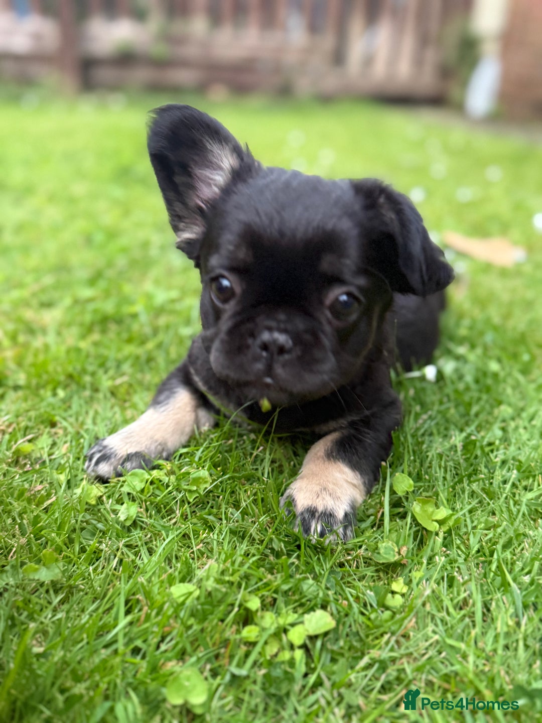 French Bulldog dogs for sale: Fluffy ** frenchies  - Image 20