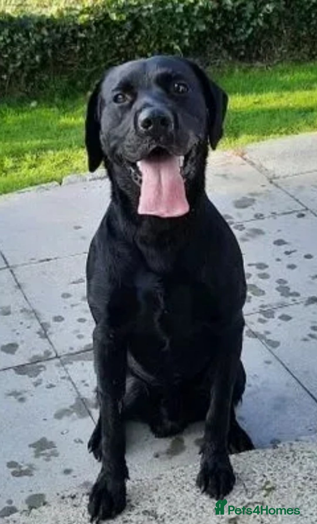 Labrador Retriever dogs for stud: PROVEN KC Registered Black Labrador for Stud Kent in Dover - Image 3