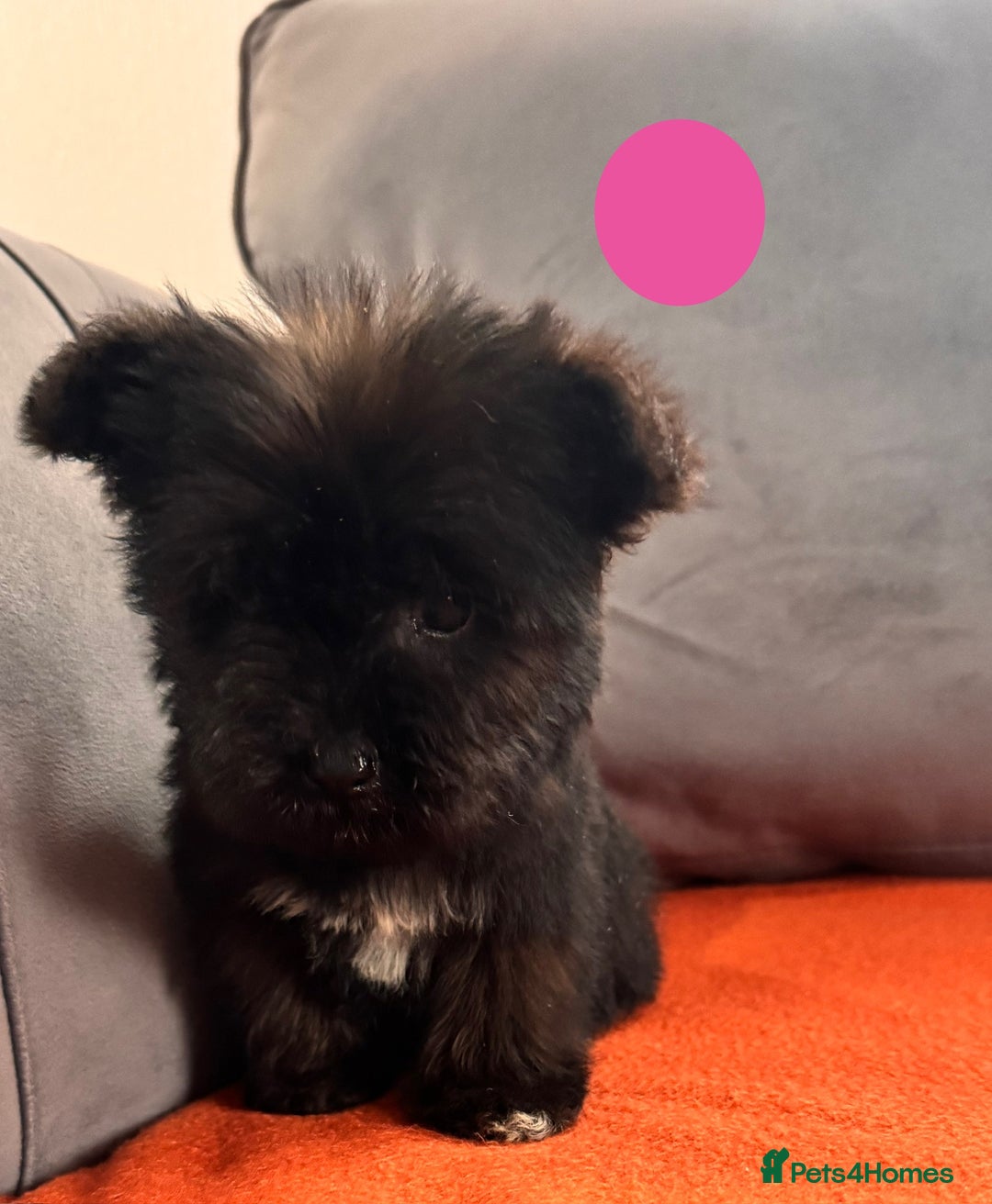 Mixed Breed dogs for sale: Beautiful F1 schnoodle puppy’s  - Image 8