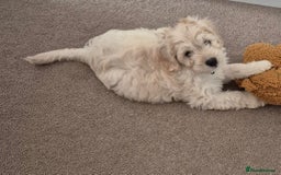 Cockapoo dogs for sale: Stunning Champagne Cockapoo Boy - Image 4