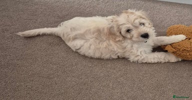 Cockapoo dogs - Advert 4