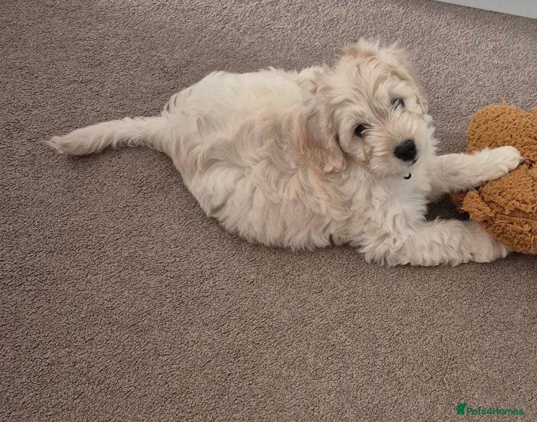 Cockapoo dogs for sale: Stunning Champagne Cockapoo Boy - Image 4