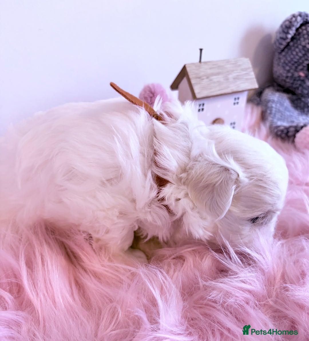 Maltese dogs for sale: ❤️🩵Full Korean Baby pups🩵❤️ - Advert 19