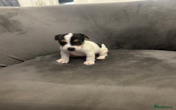 Jack Russell dogs for sale: Lovely Jack Russel puppies  - Image 7