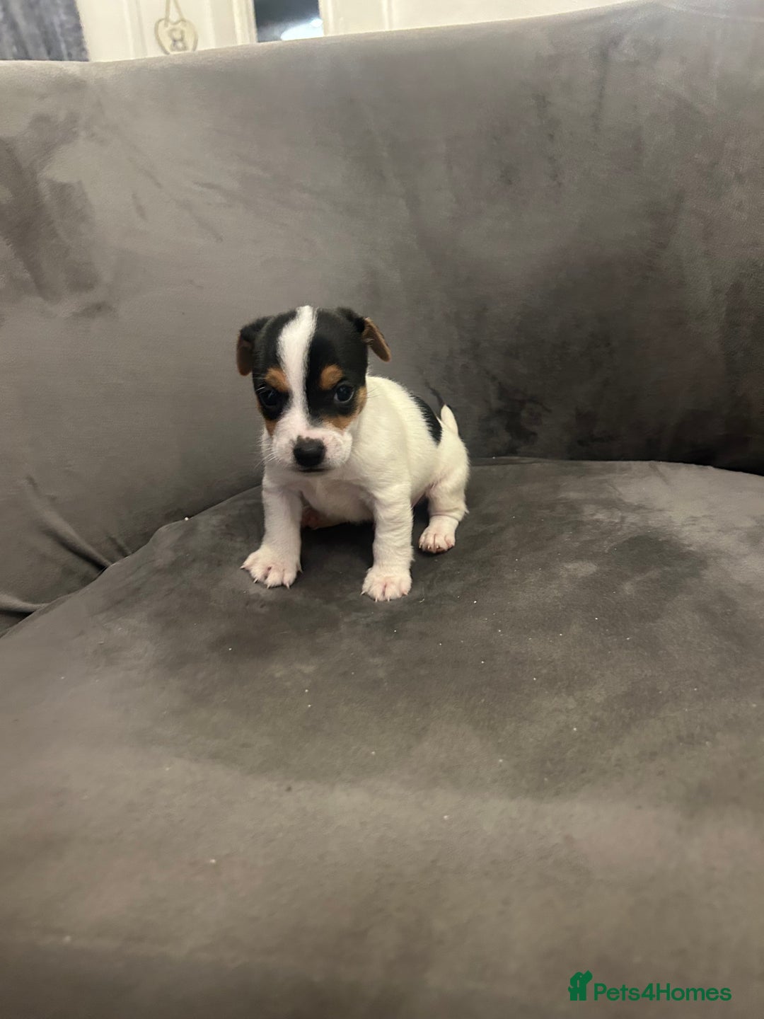 Jack Russell dogs for sale: Lovely Jack Russel puppies  - Image 7