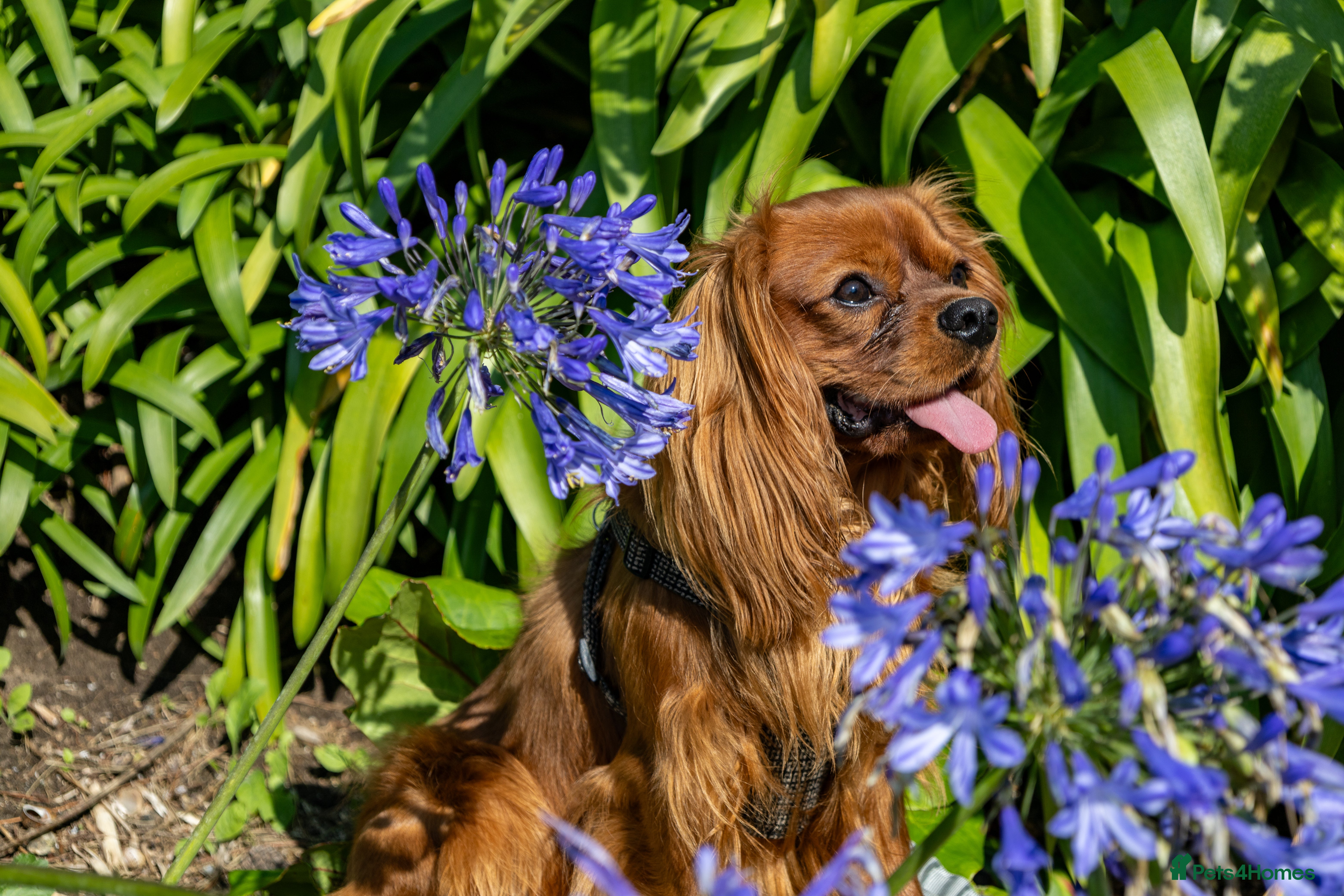 Cavalier King Charles Spaniel dogs Cavalier King Charles for stud - Advert 3