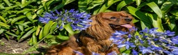 Cavalier King Charles Spaniel dogs for stud: Cavalier King Charles for stud - Advert 1