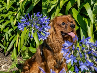 Cavalier King Charles Spaniel dogs - Advert 2