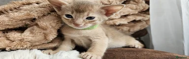 Abyssinian Kitten 2