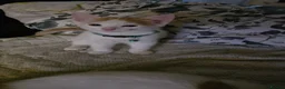 Domestic Shorthair cats for sale: Kitten looking for new lovely home  - Advert 10