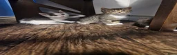 Mixed Breed cats for sale: 💥💥💥Lovly Kittens 💥💥💥 - Advert 13