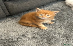 Maine Coon cats for sale: Stunning red and cream maine coons  - Image 1