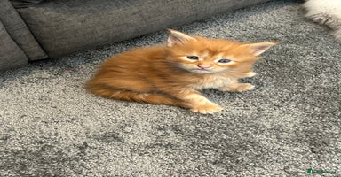 Maine Coon cats - Advert 13