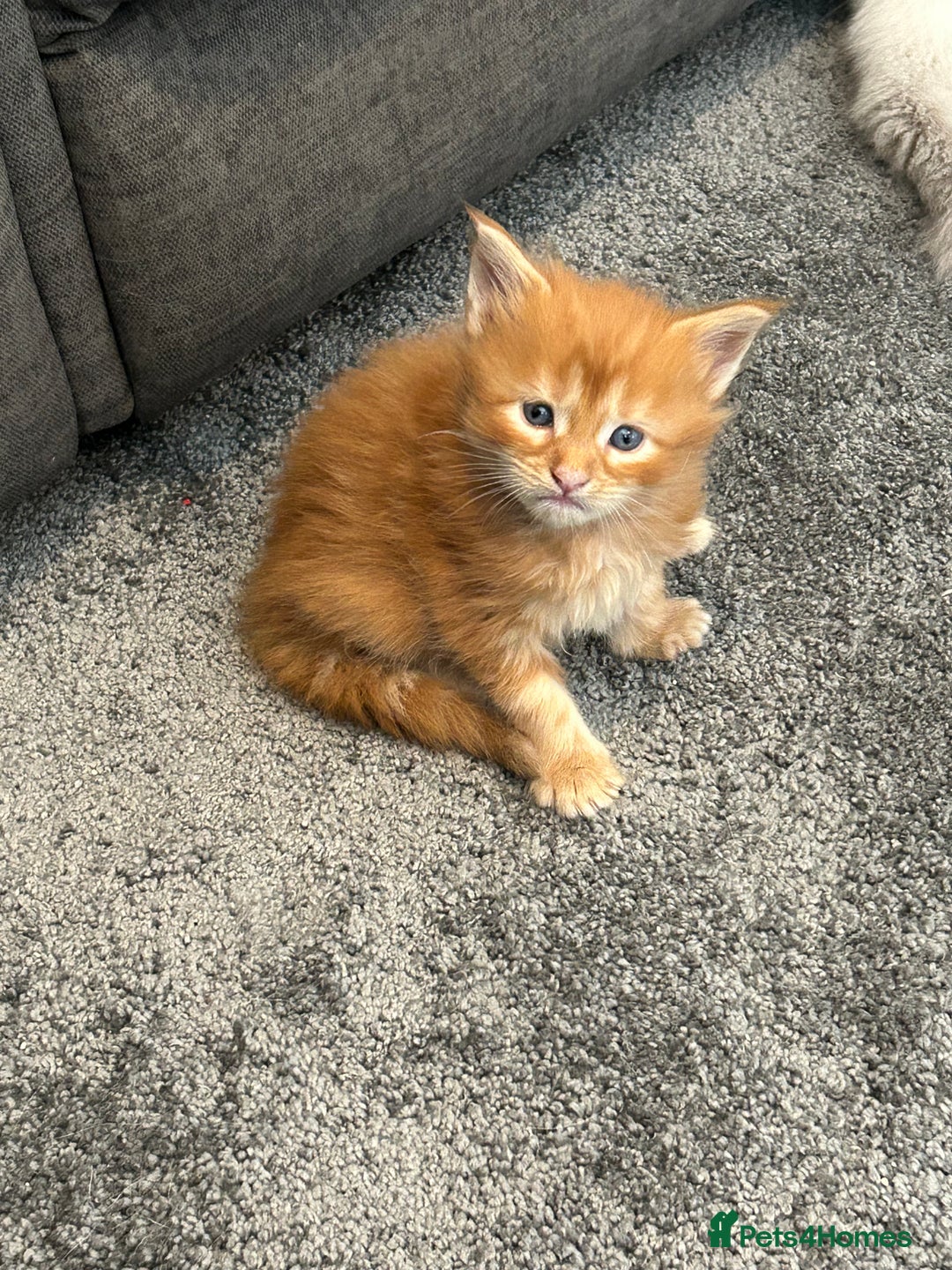 Maine Coon cats for sale: Stunning red and cream maine coons  - Image 1