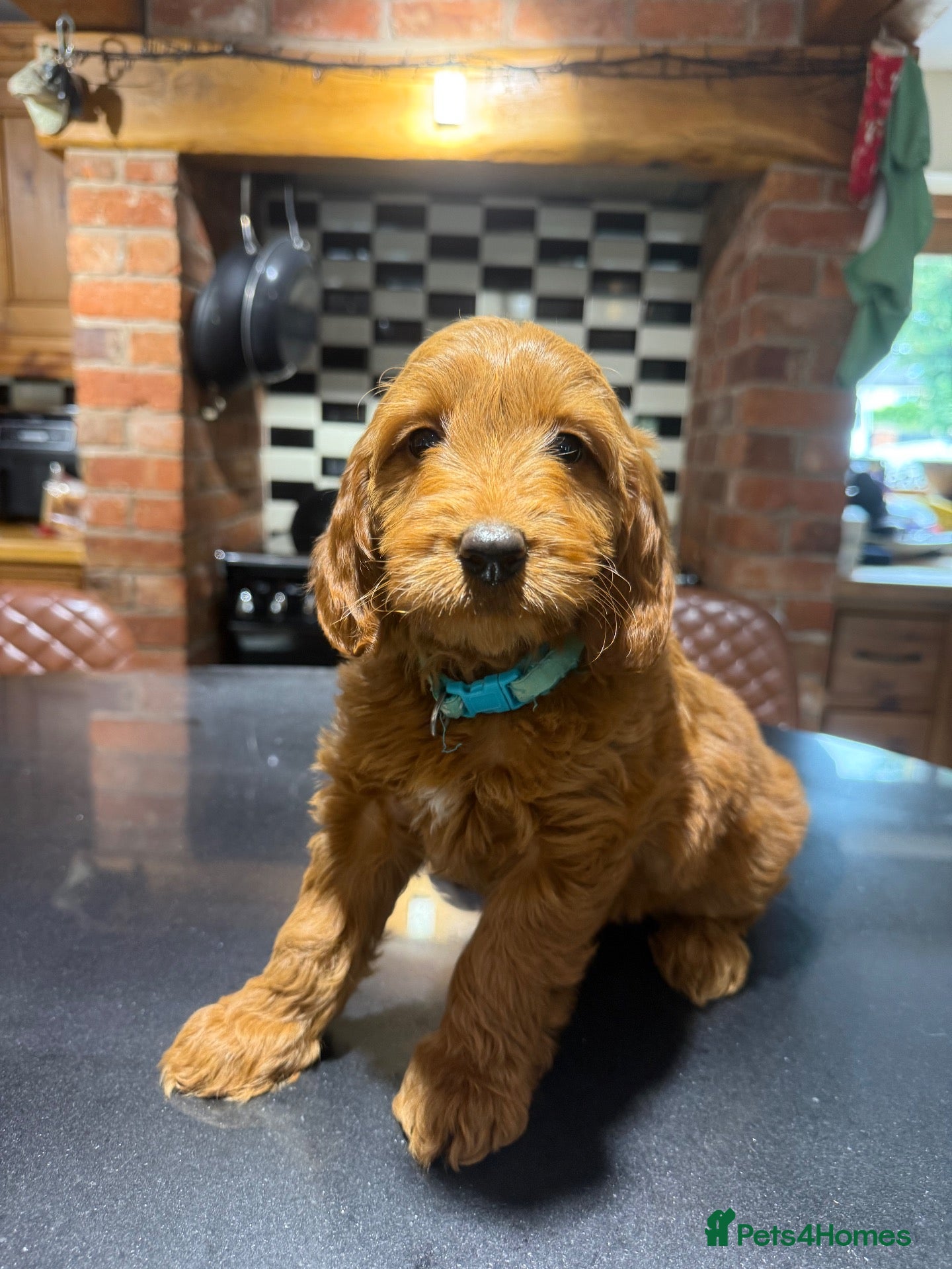 Mini Goldendoodle dogs Outstanding Red Goldendoodles  - Advert 1