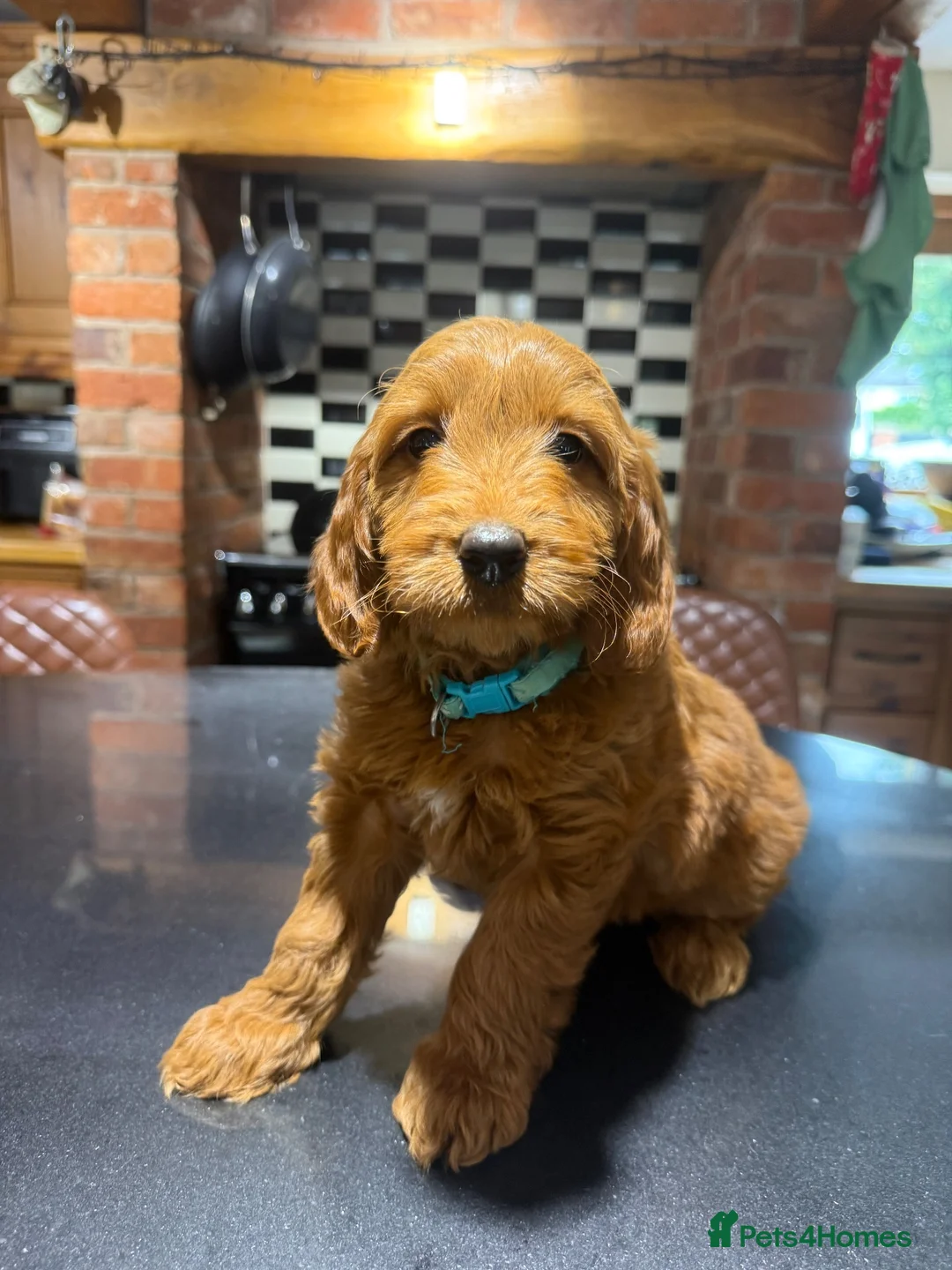 Mini Goldendoodle dogs for sale: Outstanding Red Goldendoodles  - Advert 1