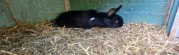 Mixed Breed rabbits for sale: Tiny, very curious. very friendly female rabbit   - Advert 6