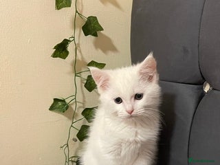 Ragdoll cats British Shorthair Cross Ragdoll Kittens - Advert 3