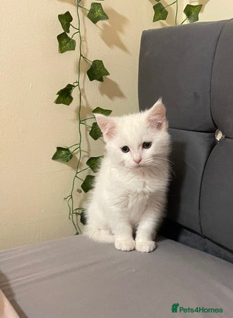 Ragdoll cats British Shorthair Cross Ragdoll Kittens - Advert 1