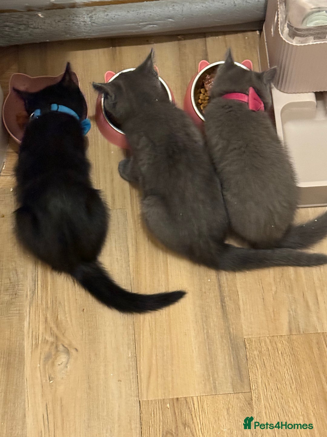 Ragdoll cats for sale: Ragdoll X boy  - Advert 7