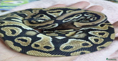 Python Snake reptiles - Advert 10