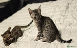 Bengal cats for sale: Silver Bengal kitten for sale  - Advert 20