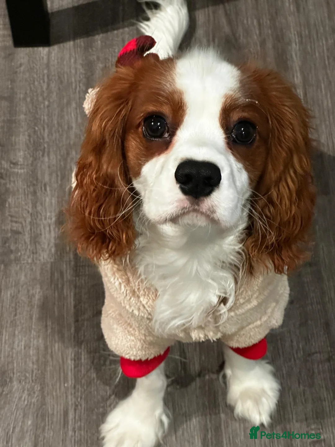 Cavalier King Charles Spaniel dogs for stud: STUD stunning cavalier king charles spaniel - Advert 2